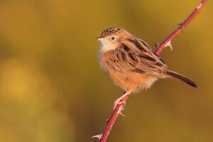 Vogel Fotografie, Vogel Bild, die meisten schön Vogel Fotografie, Natur Fotografie foto