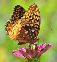 Monarch, schön Schmetterling Fotografie, schön Schmetterling auf Blume, Makro Fotografie, schön Natur foto