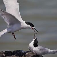 Vogel Fotografie, Vogel Bild, die meisten schön Vogel Fotografie, Natur Fotografie foto