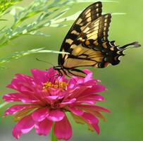 Monarch, schön Schmetterling Fotografie, schön Schmetterling auf Blume, Makro Fotografie, schön Natur foto