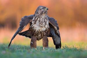 Vogel Fotografie, Vogel Bild, die meisten schön Vogel Fotografie, Natur Fotografie foto