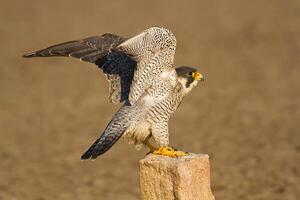 Vogel Fotografie, Vogel Bild, die meisten schön Vogel Fotografie, Natur Fotografie foto