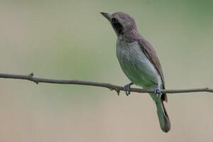 Vogel Fotografie, Vogel Bild, die meisten schön Vogel Fotografie, Natur Fotografie foto