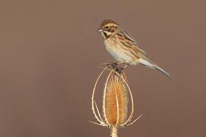 Vogel Fotografie, Vogel Bild, die meisten schön Vogel Fotografie, Natur Fotografie foto