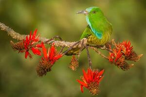 Vogel Fotografie, Vogel Bild, die meisten schön Vogel Fotografie, Natur Fotografie foto