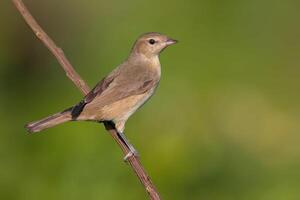 Vogel Fotografie, Vogel Bild, die meisten schön Vogel Fotografie, Natur Fotografie foto