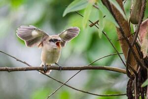 Vogel Fotografie, Vogel Bild, die meisten schön Vogel Fotografie, Natur Fotografie foto