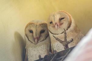 Vogel Fotografie, Vogel Bild, die meisten schön Vogel Fotografie, Natur Fotografie foto