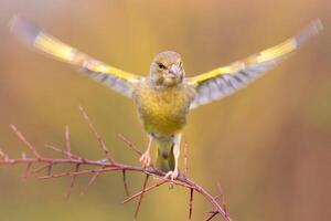 Vogel Fotografie, Vogel Bild, die meisten schön Vogel Fotografie, Natur Fotografie foto