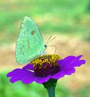 Monarch, schön Schmetterling Fotografie, schön Schmetterling auf Blume, Makro Fotografie, schön Natur foto