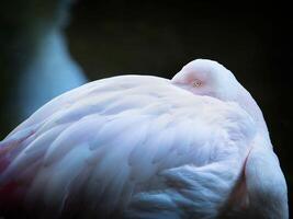 Vogel Fotografie, Vogel Bild, die meisten schön Vogel Fotografie, Natur Fotografie foto