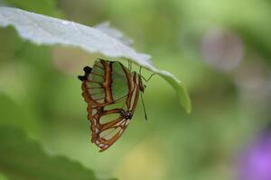 Monarch, schön Schmetterling Fotografie, schön Schmetterling auf Blume, Makro Fotografie, schön Natur foto