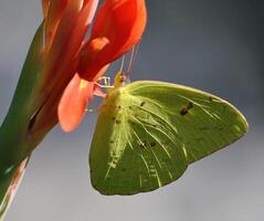 Monarch, schön Schmetterling Fotografie, schön Schmetterling auf Blume, Makro Fotografie, schön Natur foto