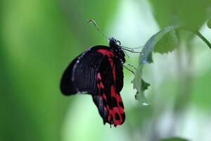 Monarch, schön Schmetterling Fotografie, schön Schmetterling auf Blume, Makro Fotografie, schön Natur foto