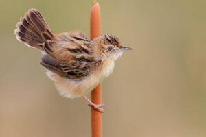 Vogel Fotografie, Vogel Bild, die meisten schön Vogel Fotografie, Natur Fotografie foto