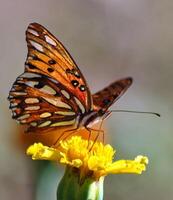 Monarch, schön Schmetterling Fotografie, schön Schmetterling auf Blume, Makro Fotografie, schön Natur foto