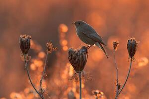 Vogel Fotografie, Vogel Bild, die meisten schön Vogel Fotografie, Natur Fotografie foto