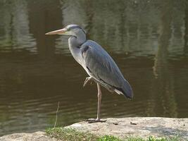 Vogel Fotografie, Vogel Bild, die meisten schön Vogel Fotografie, Natur Fotografie foto