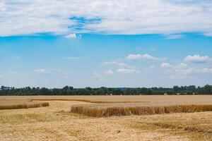 schön Landschaften von Gelb Weizen. natürlich golden Landwirtschaft Landschaften. foto