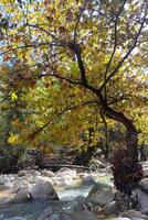 magisch Wald mit friedlich Dampf Bach fließend Über das Felsen mit Bäume und Bach während Gipfel Herbst Farbe. foto