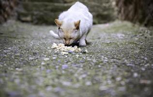 streunend Katzen im das Straße foto