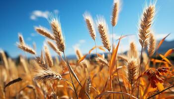 ai generiert ländlich Bauernhof Wiese, reif Weizen, golden Sonnenuntergang, beschwingt Mais Ernte generiert durch ai foto