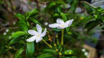 zwei Weiß Blumen sind wachsend auf ein Pflanze foto