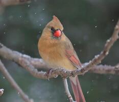 weiblich Nord Kardinal im Winter foto