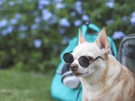 brauner Chihuahua-Hund mit Sonnenbrille, sitzend vor rosafarbener Stofftragetasche für Reisende mit Rucksack und Kopfhörern auf grünem Gras im Garten mit violetten Blumen. foto