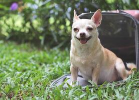 braun Chihuahua Hund Sitzung im Vorderseite von Rosa Stoff Reisender Haustier Träger Tasche auf Grün Gras im das Garten, lächelnd und suchen beim Kamera, sicher Reise mit Tiere. foto