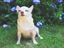 schläfrig braun kurz Haar Chihuahua Hund Sitzung auf Grün Gras im das Garten mit lila Blumen Hintergrund. foto