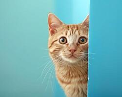 ai generiert süß Ingwer Katze spähen von hinter ein Blau Blatt von Papier foto