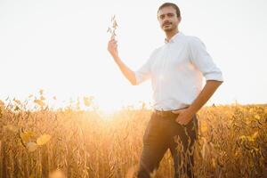 Farmer Agronom im Sojabohne Feld Überprüfung Pflanzen Vor Ernte. organisch Essen Produktion und Anbau. foto