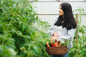 Gartenarbeit und Landwirtschaft Konzept. jung Frau Bauernhof Arbeiter mit Korb pflücken frisch reif organisch Gemüse. Gewächshaus produzieren. Gemüse Essen Produktion. foto