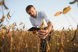 Farmer Agronom im Sojabohne Feld Überprüfung Pflanzen Vor Ernte. organisch Essen Produktion und Anbau. foto