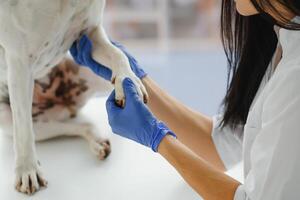 das Tierarzt Hände prüfen das Pfote von ein Hund. Nahansicht Pfoten Hund. foto