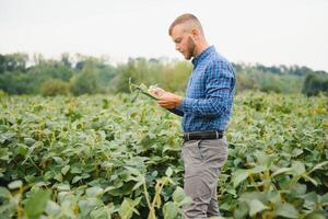 Agronom inspizieren Soja Bohne Pflanzen wachsend im das Bauernhof Feld. Landwirtschaft Produktion Konzept. jung Agronom untersucht Sojabohne Ernte auf Feld im Sommer. Farmer auf Sojabohne Feld foto