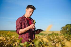 Agronom inspizieren Soja Bohne Pflanzen wachsend im das Bauernhof Feld. Landwirtschaft Produktion Konzept. jung Agronom untersucht Sojabohne Ernte auf Feld im Sommer. Farmer auf Sojabohne Feld foto