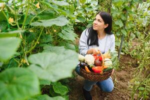 Gartenarbeit und Landwirtschaft Konzept. jung Frau Bauernhof Arbeiter mit Korb pflücken frisch reif organisch Gemüse. Gewächshaus produzieren. Gemüse Essen Produktion. foto