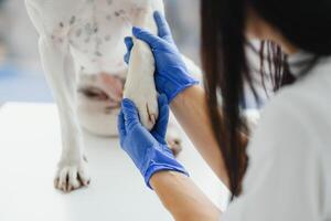 das Tierarzt Hände prüfen das Pfote von ein Hund. Nahansicht Pfoten Hund. foto