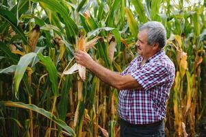 Farmer im das Feld Überprüfung Mais Pflanzen während ein sonnig Sommer- Tag, Landwirtschaft und Essen Produktion Konzept foto