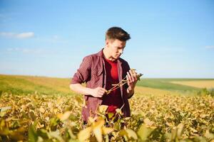 Agronom inspizieren Soja Bohne Pflanzen wachsend im das Bauernhof Feld. Landwirtschaft Produktion Konzept. jung Agronom untersucht Sojabohne Ernte auf Feld im Sommer. Farmer auf Sojabohne Feld foto