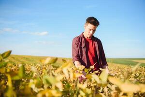 Porträt von jung Farmer oder Agronom Stehen im Sojabohne Feld. foto