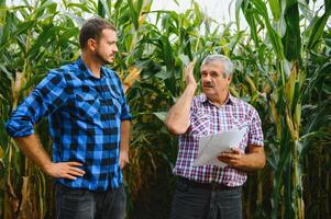 Farmer und ein Agronom Arbeiten im Feld prüfen Reifung Mais Kolben. zwei Geschäftsmann prüft Reifung von Mais Kolben. Konzept von landwirtschaftlich Geschäft. ich Arbeit wie Geschäftsmann im Landwirtschaft foto