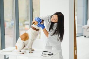 weiblich Tierarzt auf Tier Klinik mit Tierarzt, Heilung Haustier. foto