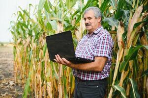 Farmer im das Feld Überprüfung Mais Pflanzen während ein sonnig Sommer- Tag, Landwirtschaft und Essen Produktion Konzept foto