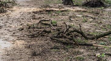 Haufen von Schnitt Baum Geäst im Stadt Park. sanitär Entwaldung. Haufen von trocken Reisig und Totholz foto