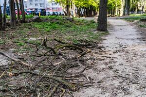 Stück von Treibholz entlang das Park Hintergrund. Grün Baum hinter. Nahansicht. foto