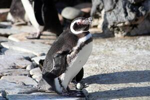 Humboldt Pinguin steht auf das Felsen und sieht aus beim das Kamera. sonnig Fotografie. foto