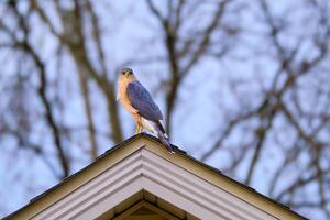 scharfkantig Falke thront auf das Gipfel von ein Haus suchen zum Essen während ein Ohio Winter foto